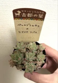 2026年最新】古都の葉の人気アイテム - メルカリ