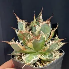 2025年最新】アガベ シーザー 斑入りの人気アイテム - メルカリ