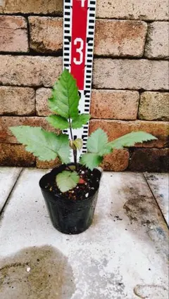 ももちゃん様 リクエスト 2点 まとめ商品