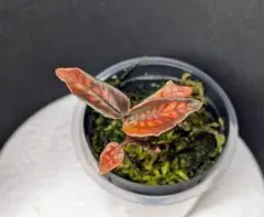 2026年最新】ジュエルオーキッド シストーチスの人気アイテム - メルカリ