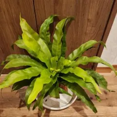 光触媒 人工観葉植物 ウォールグリーン フェイクグリーン アスプ 
