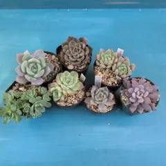 多肉植物:抜き苗セット