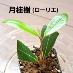 2026年最新】ローレル 苗の人気アイテム - メルカリ
