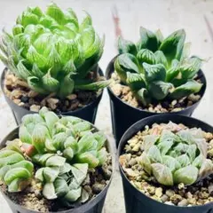 ゆえるぅ様 リクエスト 2点 まとめ商品