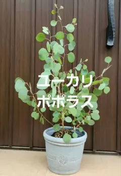 厳選】大型 ユーカリ ムーンラグーン バルーン陶器鉢 植え込み発送