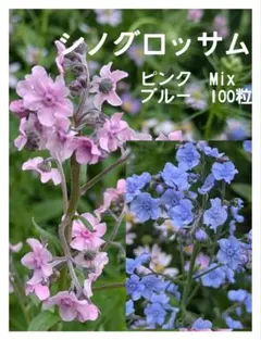 シノグロッサム☆ピンクとブルーMix100粒☆2026年採取☆おまけの種付き！