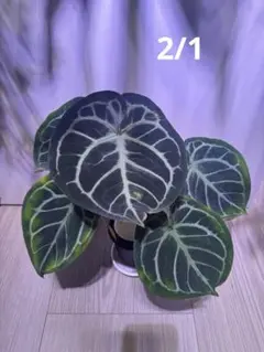 2026年最新】anthurium kosの人気アイテム - メルカリ