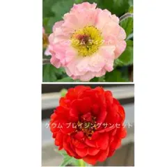 ゲウム マイタイ、ゲウム ブレイジングサンセットのサムネイル