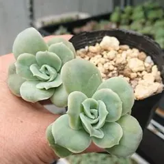 多肉植物 ラブリーローズ 鉢ごと 葉挿し メルカリ便 発送10/20（日）】ラブリーローズ⑥ 葉挿し用の葉 20枚 多肉植物