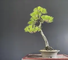 2026年最新】文人 盆栽の人気アイテム - メルカリ