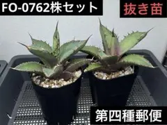 チェリー様 リクエスト 2点 まとめ商品