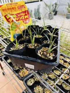 2026年最新】ロストラータ ユッカの人気アイテム - メルカリ