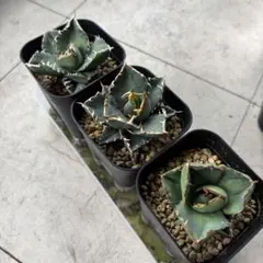 アガベ　塊根　5株まとめ売り アガベ 塊根 5株まとめ売り