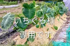 いちぐろ様専用です。