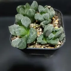 ハオルチア モンロー 巨大化 梦露巨大化 多肉植物 大葉 ⑥ - メルカリ