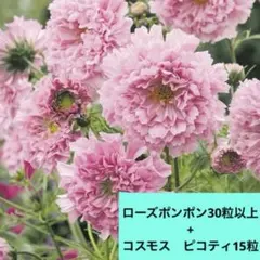 ひこうき草様 リクエスト 5点 まとめ商品