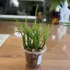 草花火 クサハナビ 抜き苗 - メルカリ
