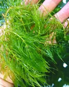 ヒナヒナ様 リクエスト 2点 まとめ商品