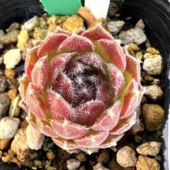 マーズ1つセンペルビウム多肉植物 - メルカリ