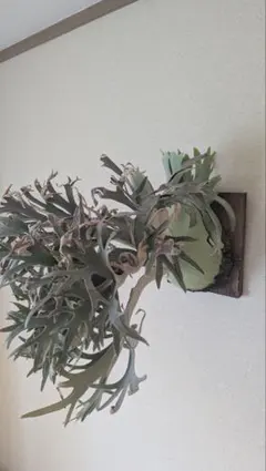 2025年最新】ビカクシダ 胞子 ペドロの人気アイテム - メルカリ