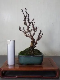 盆栽　メギ（６－７）