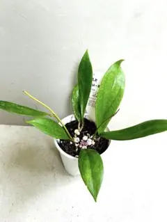 2025年最新】ホヤの人気アイテム - メルカリ