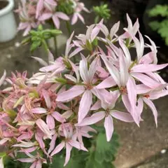 無農薬☆ゼラニウム苗✿八重咲き白色 - メルカリ