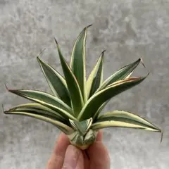 2025年最新】アガベ ブルーグローの人気アイテム - メルカリ