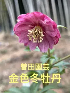 2026年最新】曽田 クリスマスローズの人気アイテム - メルカリ