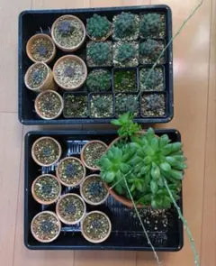 チ*ー様 多肉植物 ハオルチア 氷の恋人 美株 初出品 新品種 糊斑