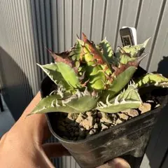 2026年最新】ゴリ猫の人気アイテム - メルカリ