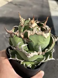 2025年最新】アリゾナアンビションの人気アイテム - メルカリ