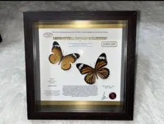 2026年最新】蝶の人気アイテム - メルカリ