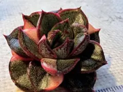 s*i様 No.s628新入荷　麒麟座錦　エケベリア　多肉植物　撮影12月30日