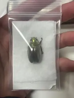 2026年最新】プラチナコガネ 標本の人気アイテム - メルカリ