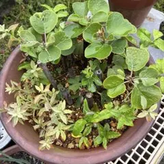 寄せ植え 10号テラコッタ鉢/這性コニファー/細葉斑入りテイカカズラ