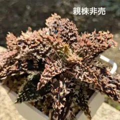 2026年最新】aloe hybridの人気アイテム - メルカリ