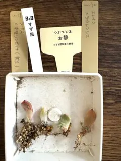 2026年最新】中里リンゼアナの人気アイテム - メルカリ