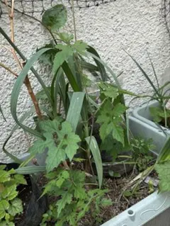 p様 リクエスト 4点 まとめ商品