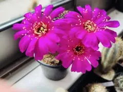 花サボテン ロビビア属 新花鏡丸 袖ヶ浦接ぎ木苗 - メルカリ