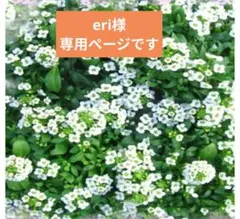 専用ページです