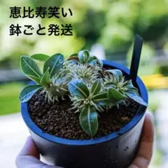 Akira様 リクエスト 2点 まとめ商品