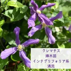 no.7 蕾付き！ 2年生！　クレマチス　清流　苗のサムネイル