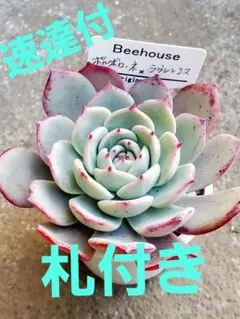 2026年最新】bee house 多肉の人気アイテム - メルカリ