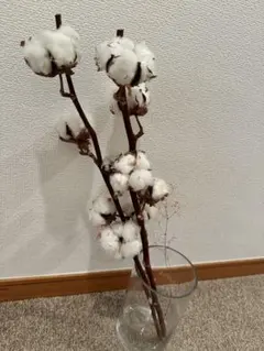 天然コットン　ドライフラワー