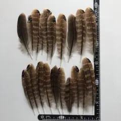 Item thumbnail for item 037f0fc8-44e8-4e22-88a1-9681bdb00844