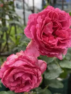 バラ苗 希少 強健 四季咲 強香 切花品種 薔薇苗 - メルカリ