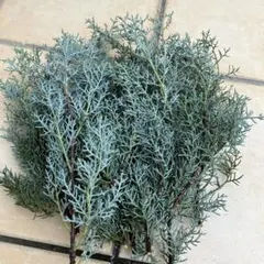 ブルーアイス　切り枝　リース用