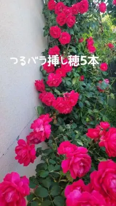 バラ挿木苗 つるバラ - メルカリ