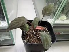 ホマロメナ フミリス 斑入り variegata from Linggaのサムネイル